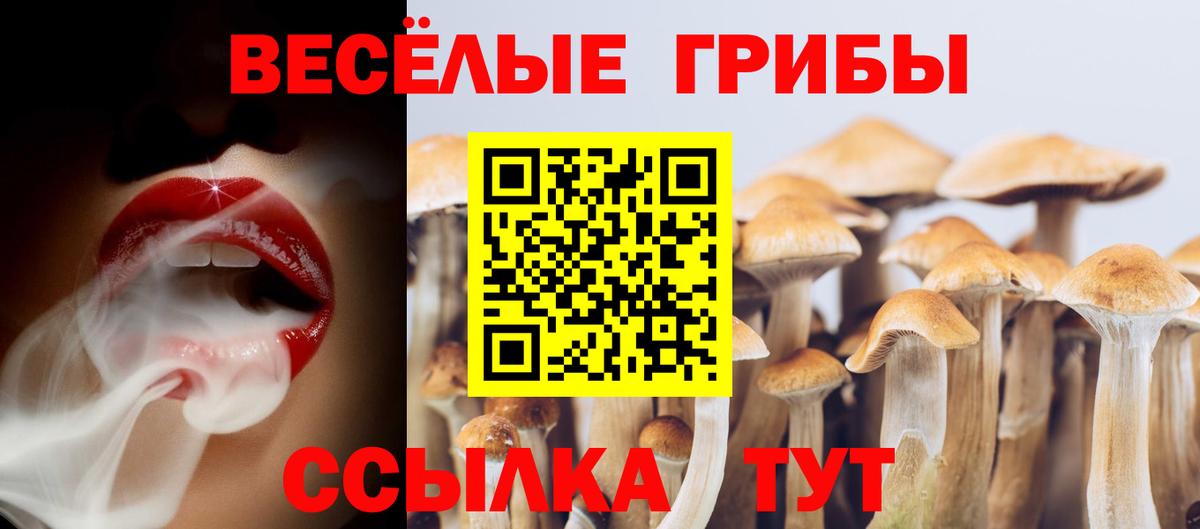 Псилоцибиновые грибы Psilocybe  Вход с VPN  Урус-Мартан 